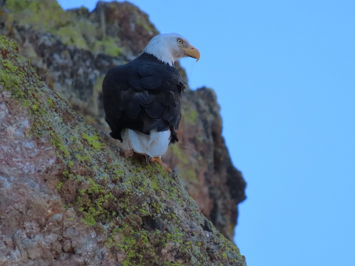 Bald Eagle - Anne (Webster) Leight