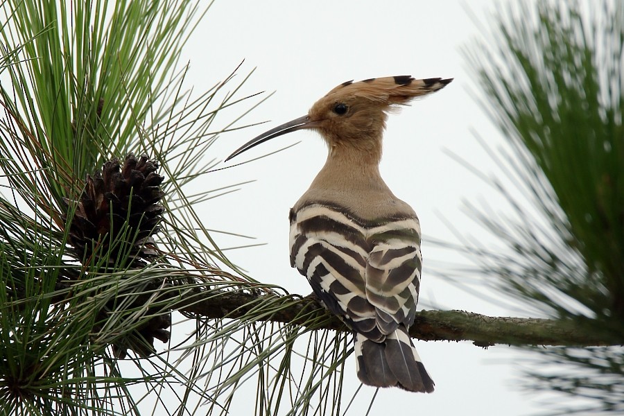 Eurasian Hoopoe (Eurasian) - ML309143921