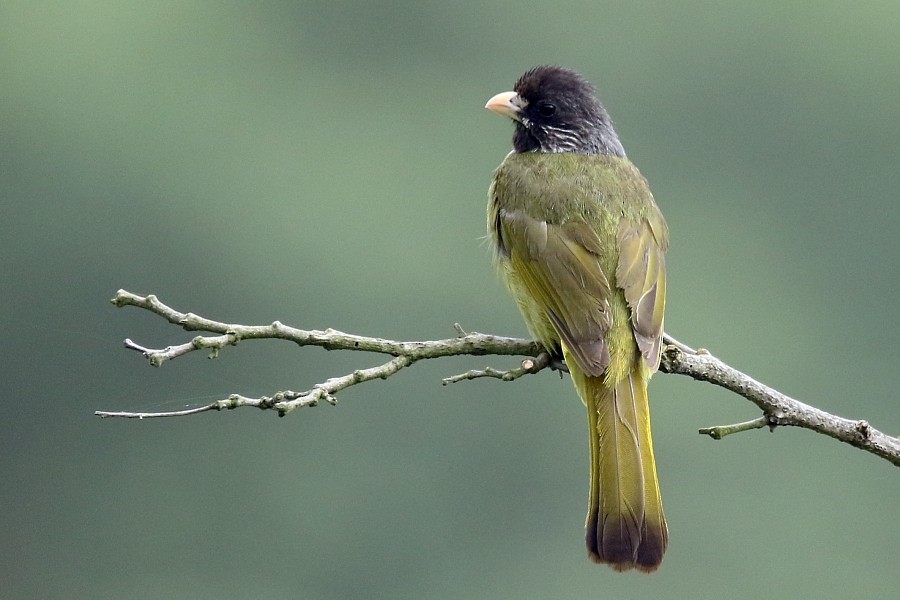 Collared Finchbill - Pavel Parkhaev