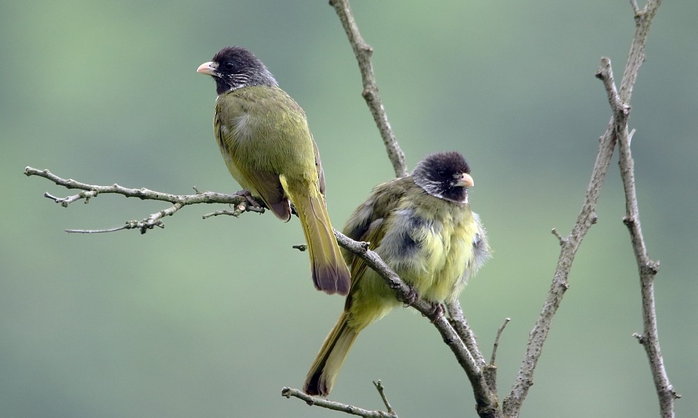 Collared Finchbill - Pavel Parkhaev