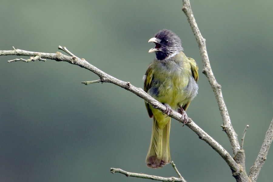 Collared Finchbill - Pavel Parkhaev