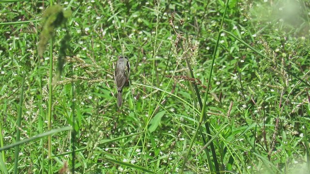 Rufous-rumped Seedeater - ML309147121