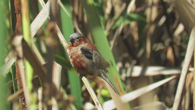 Chestnut Seedeater - ML309147411