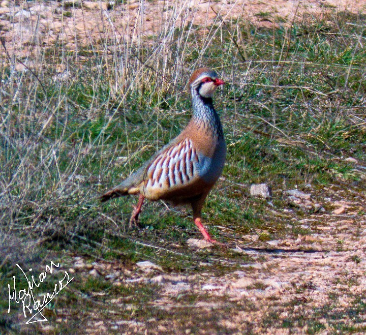 Red-legged Partridge - ML309147761