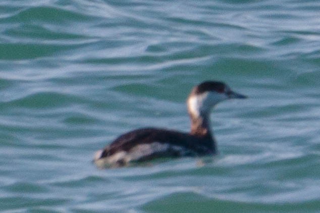 Horned Grebe - ML309150101