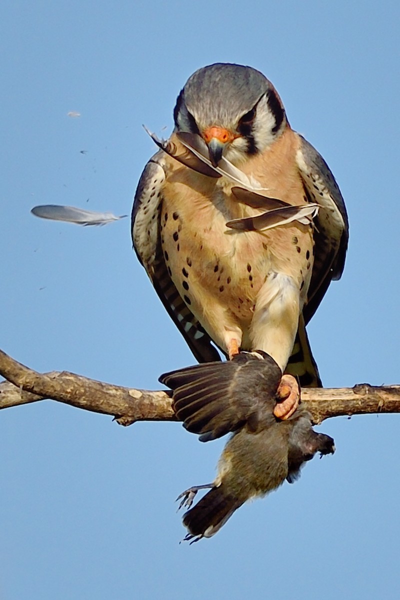 American Kestrel - Michiel Oversteegen