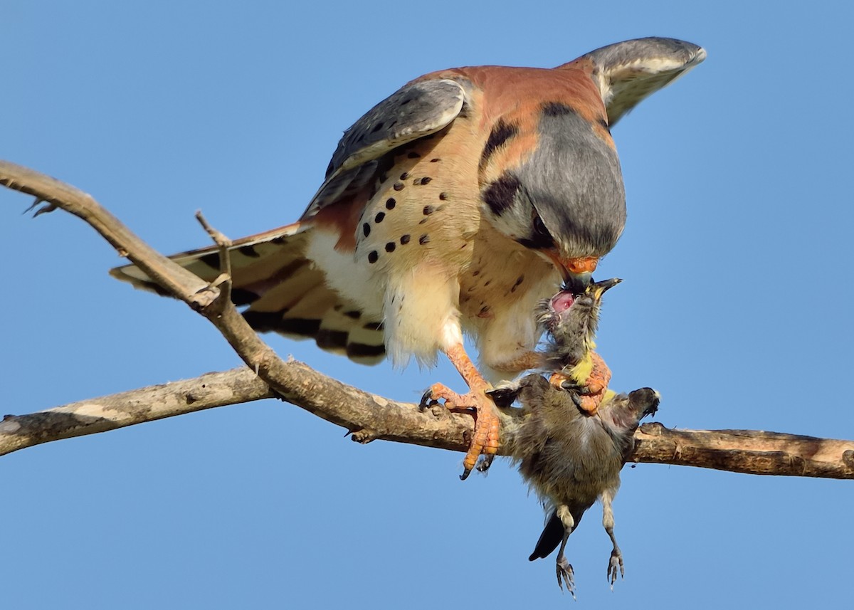 American Kestrel - ML309150151