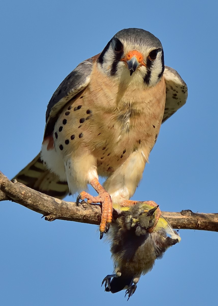 American Kestrel - Michiel Oversteegen