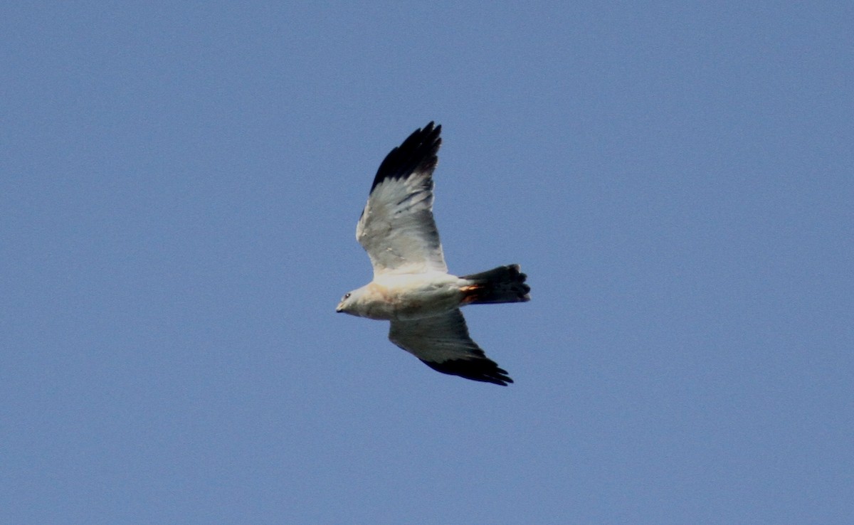 Chinese Sparrowhawk - ML309151061