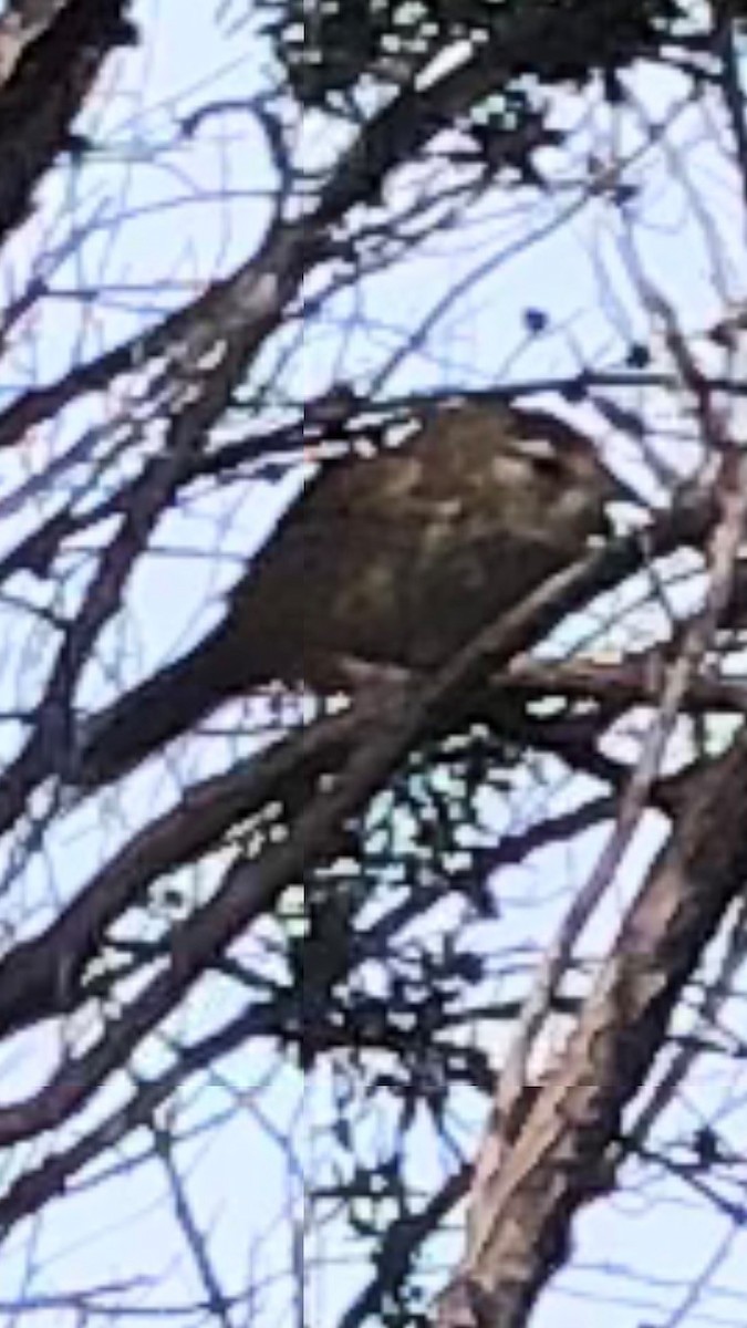 New Zealand Fernbird - ML309151081