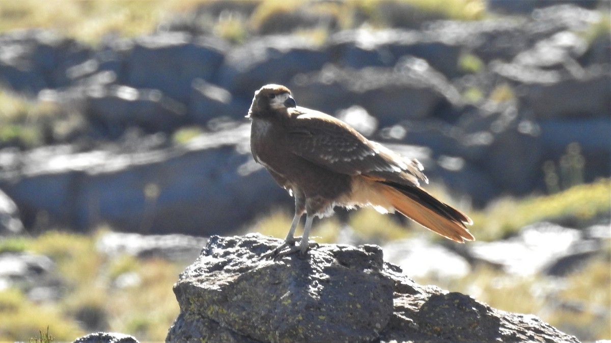 Mountain Caracara - Pablo Alejandro Pla