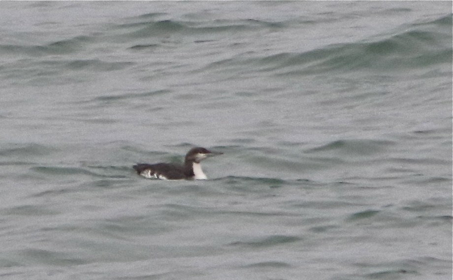 Pacific Loon - ML30915191