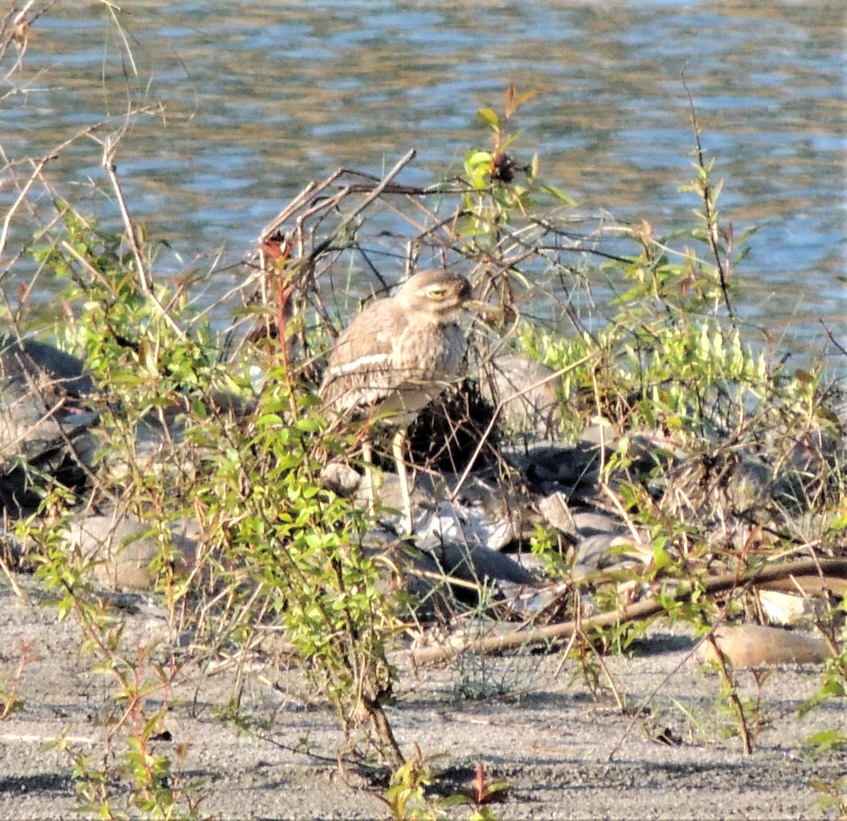 Indian Thick-knee - ML309152721