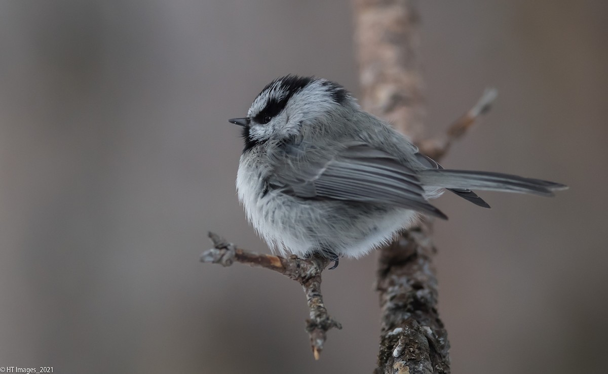 Mountain Chickadee - Katherine Corkery