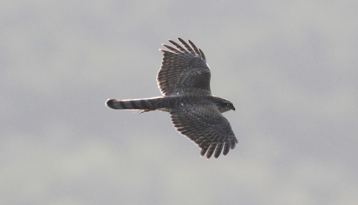 Eurasian Sparrowhawk - ML309155831