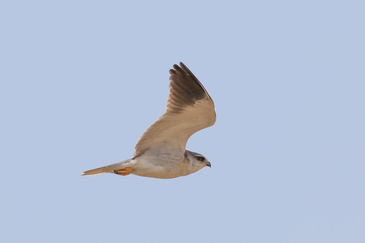 Black-winged Kite - ML309155841