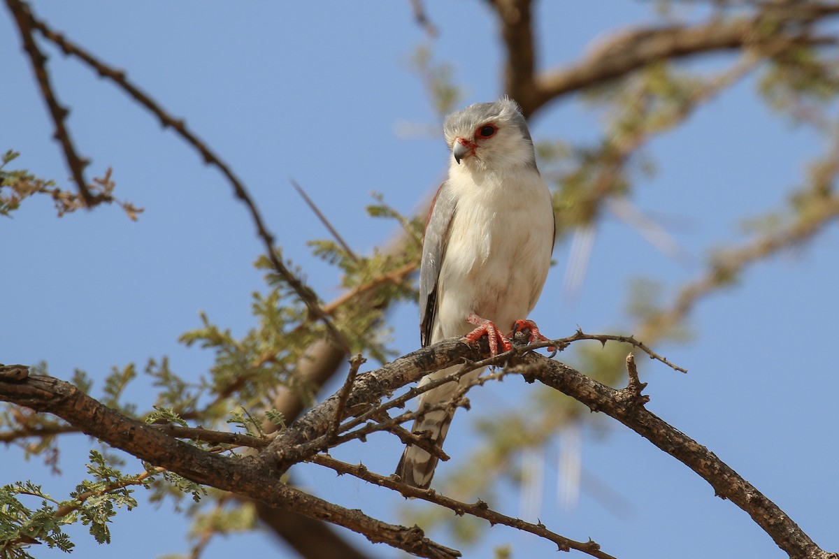 Pygmy Falcon - ML309157171