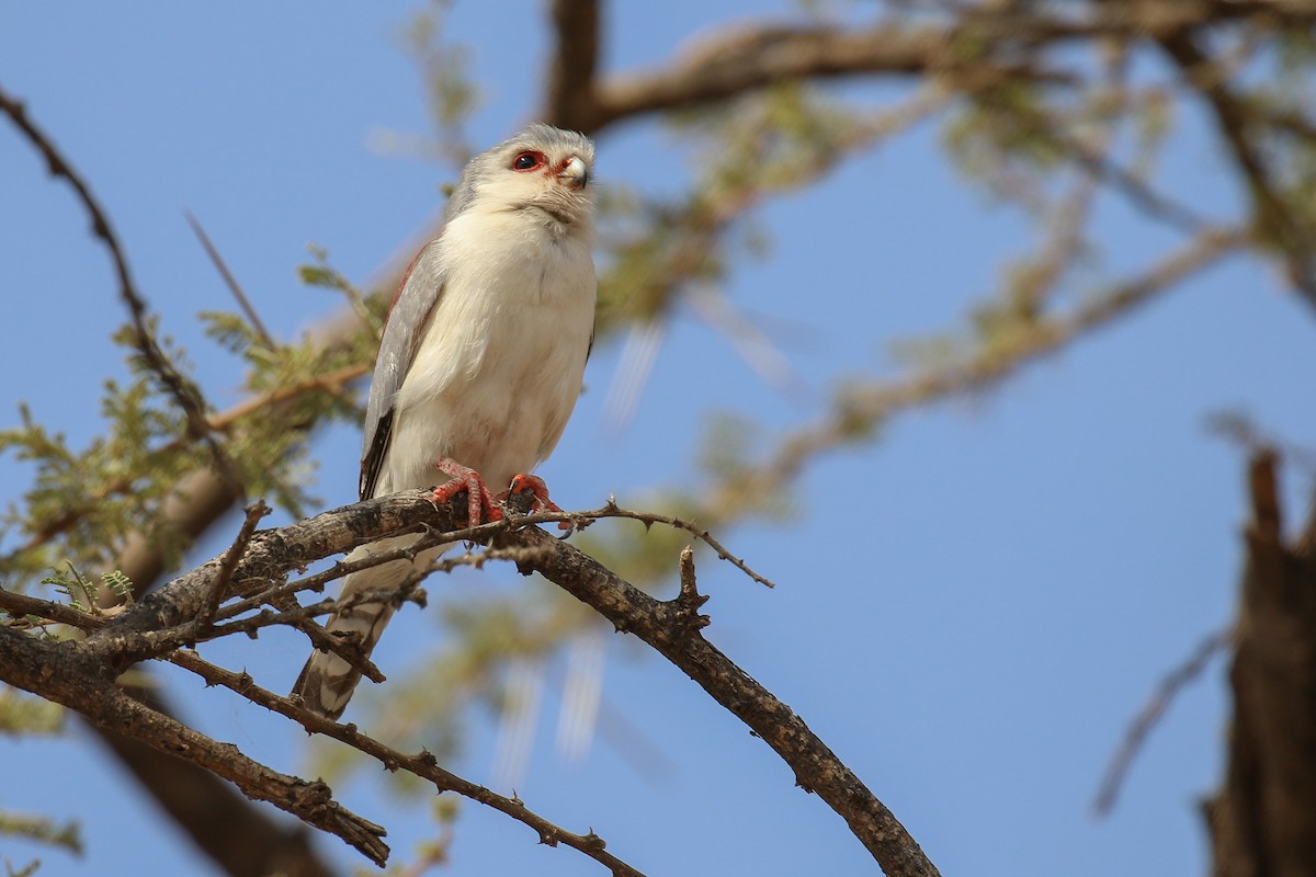 Pygmy Falcon - ML309157191