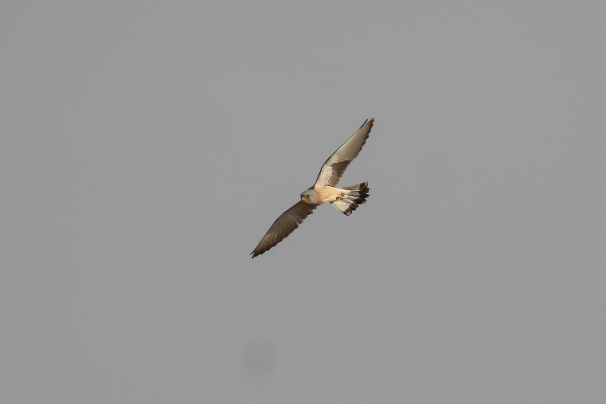 Lesser Kestrel - ML309157241