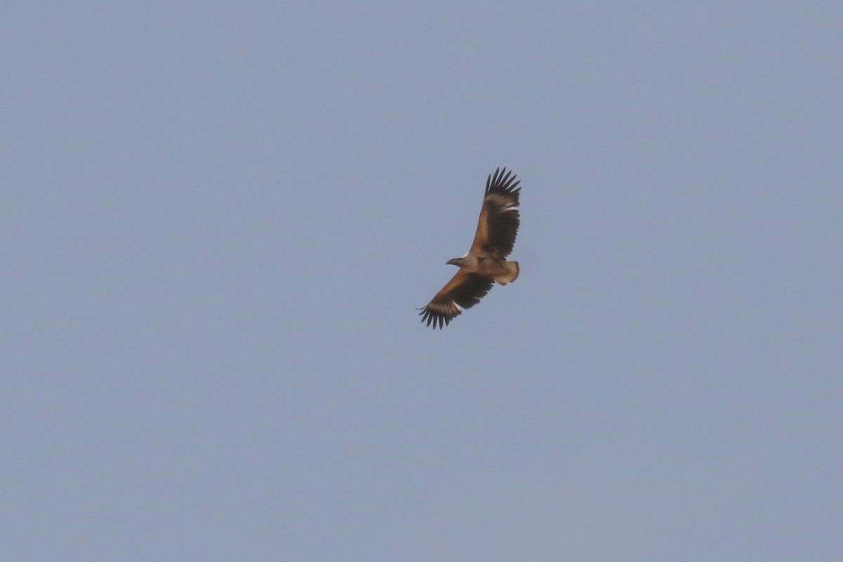 White-backed Vulture - ML309157401