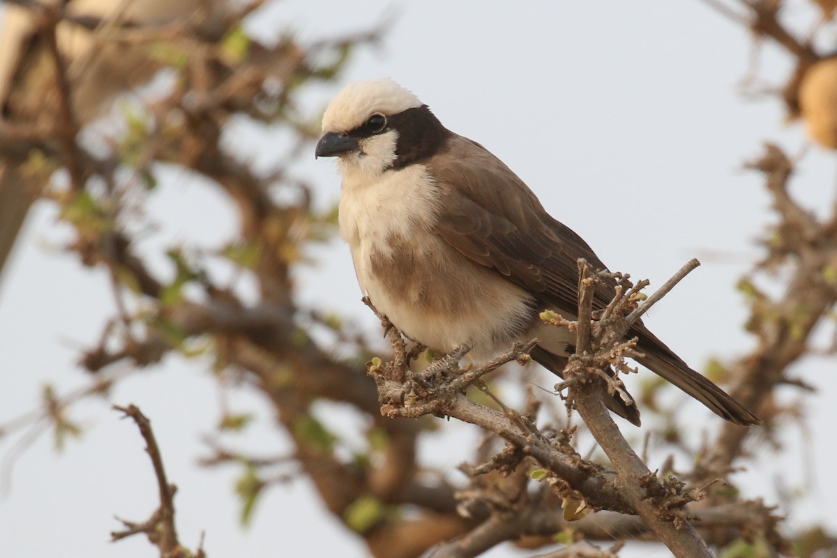 White-rumped Shrike - Fikret Ataşalan