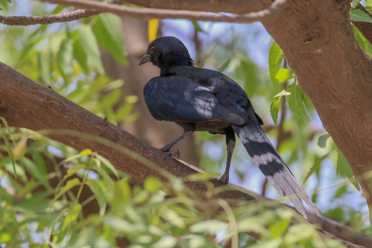 Bristle-crowned Starling - ML309157841