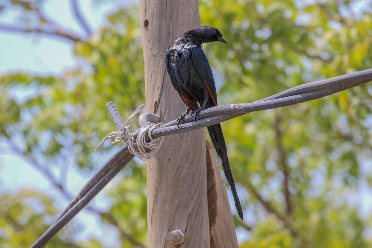 Bristle-crowned Starling - ML309157981