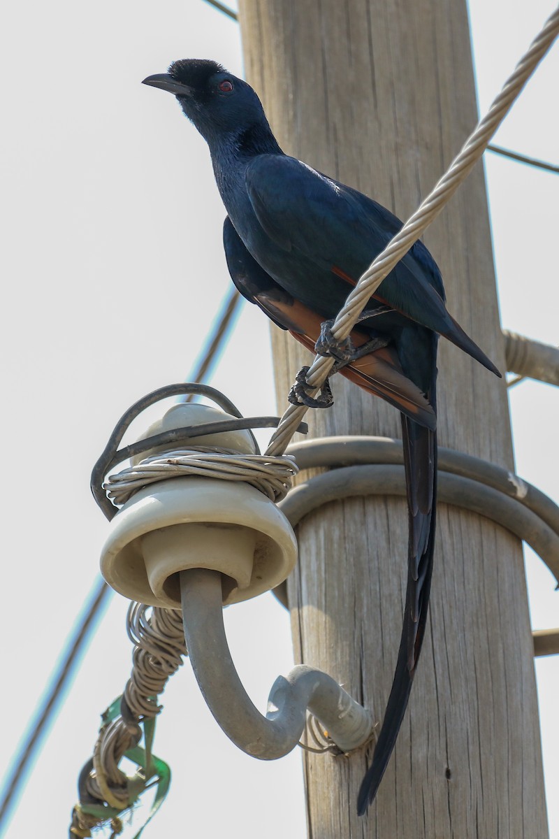 Bristle-crowned Starling - ML309157991