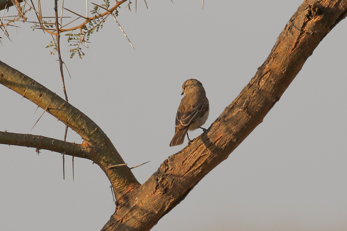 African Gray Flycatcher - ML309158031