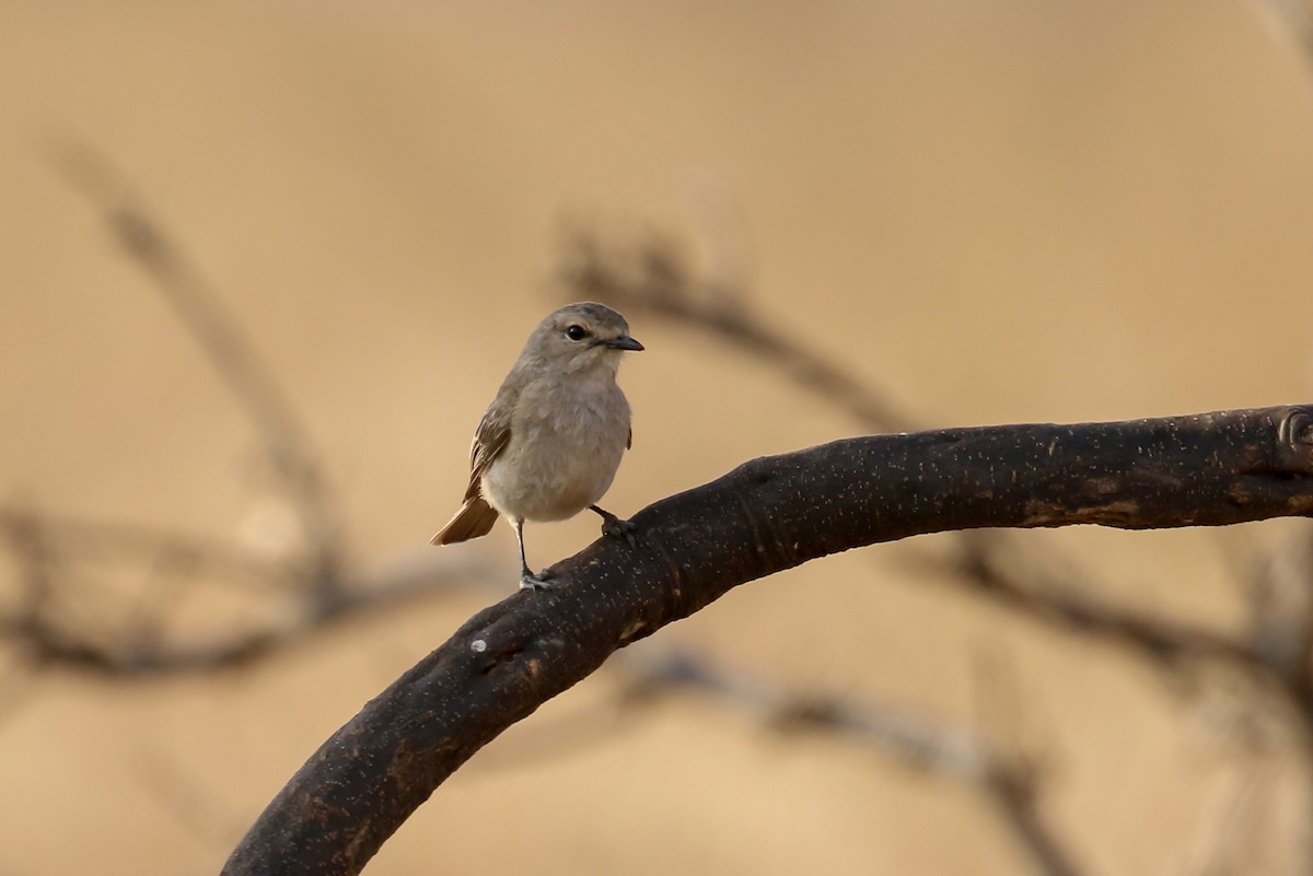 African Gray Flycatcher - ML309158041