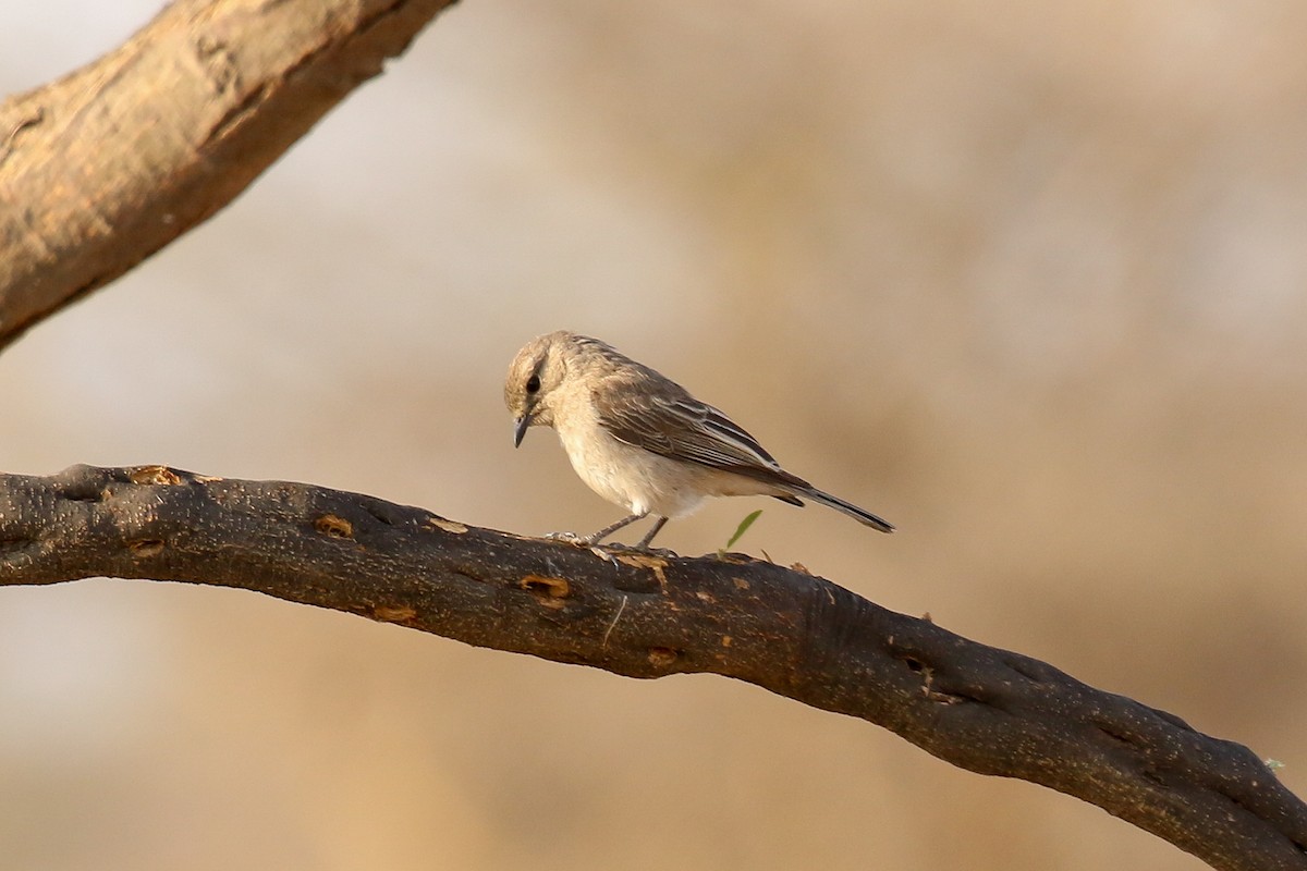 African Gray Flycatcher - ML309158091