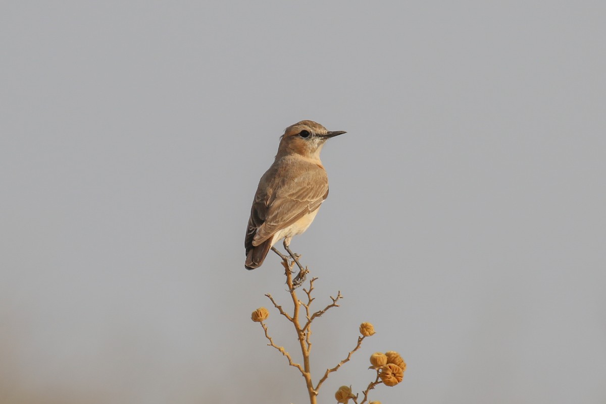 Isabelline Wheatear - ML309158111