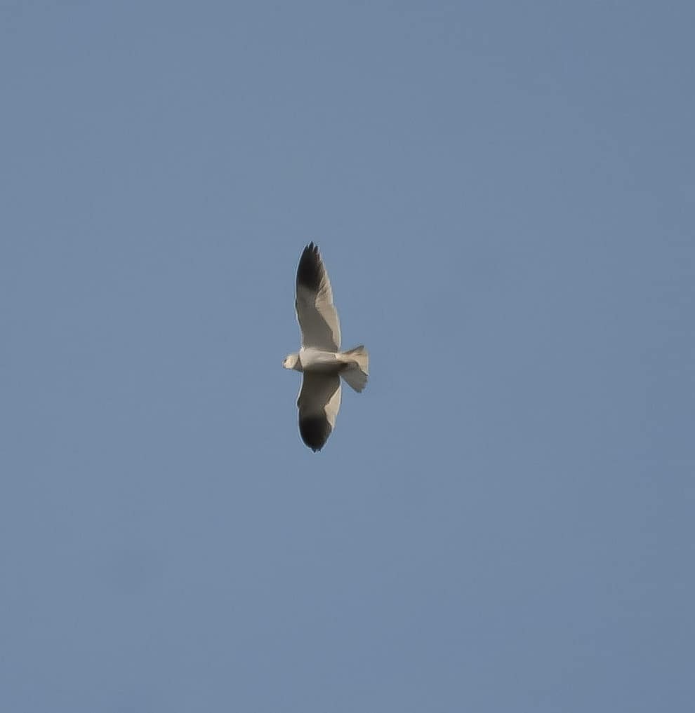 Black-winged Kite - ML309159181