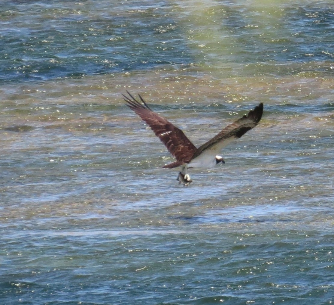 Balbuzard pêcheur - ML309160091