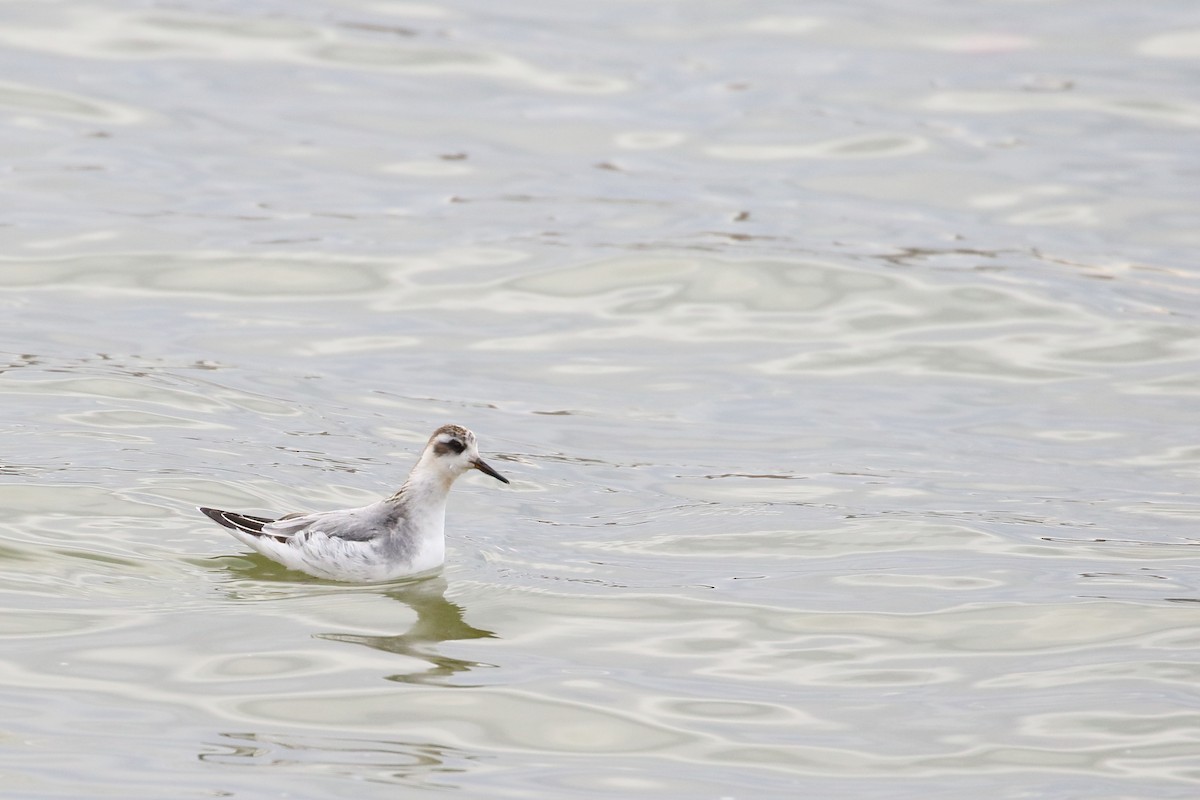 Red Phalarope - ML309163141