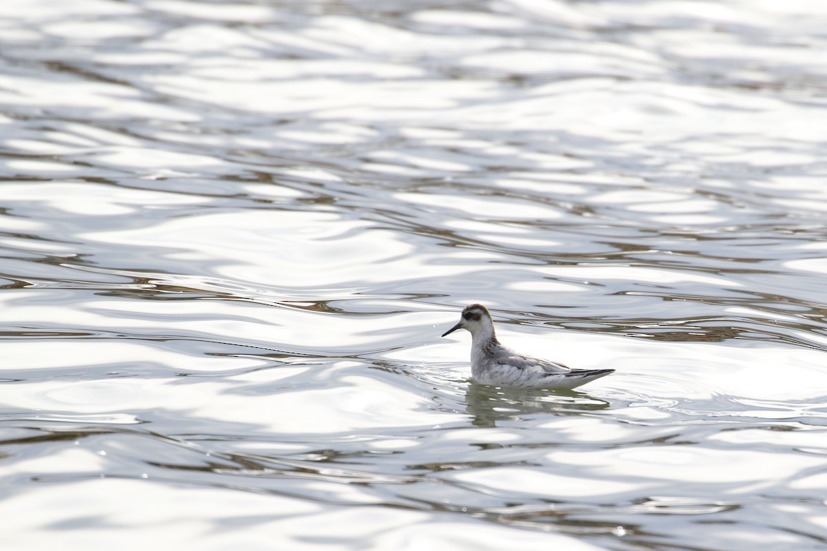 polarsvømmesnipe - ML309163191