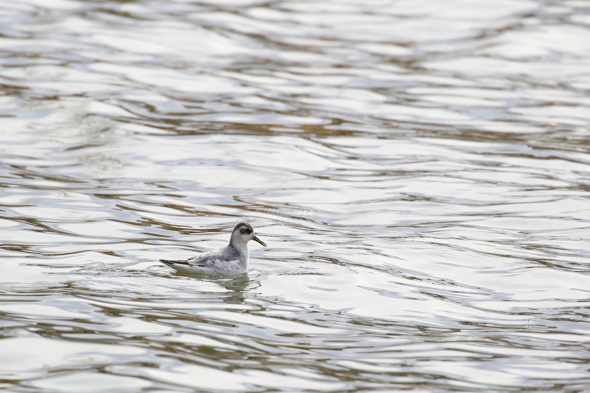 Red Phalarope - ML309163261