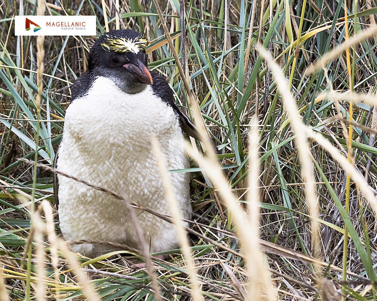 Златохохлый пингвин - ML309164061