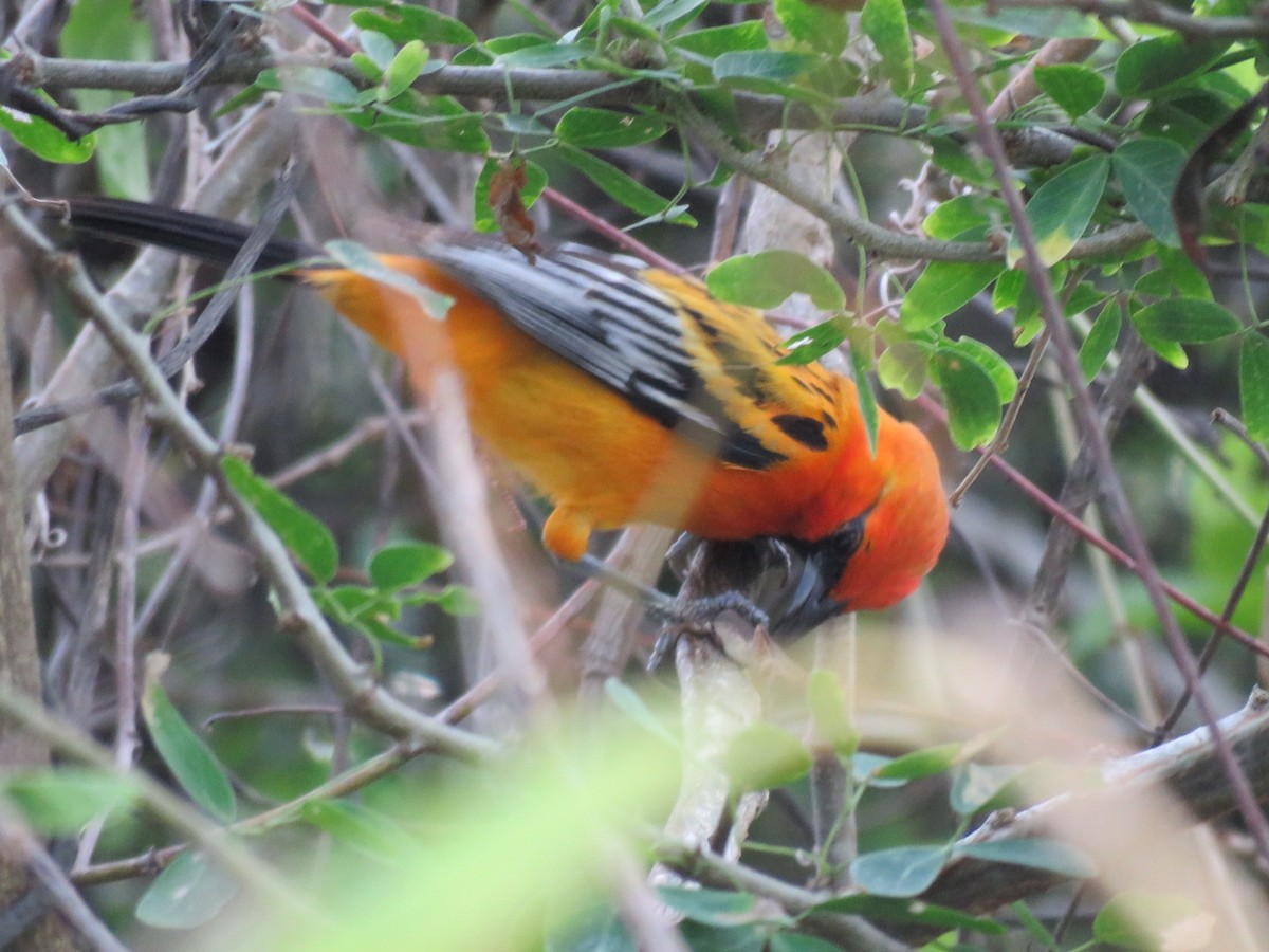 Streak-backed Oriole - William Legge