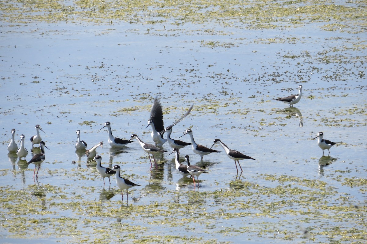 Black-necked Stilt - ML309165051