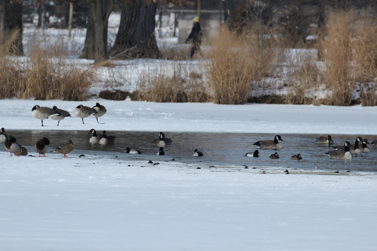 Lesser Scaup - ML309170461