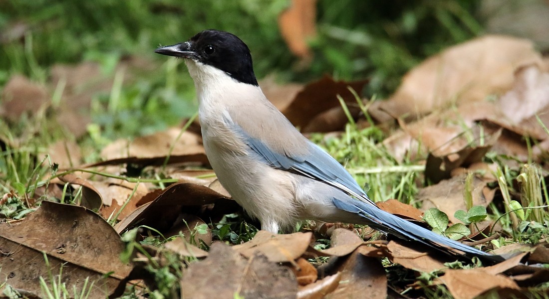 Pie-bleue à calotte noire (groupe cyanus) - ML309170551