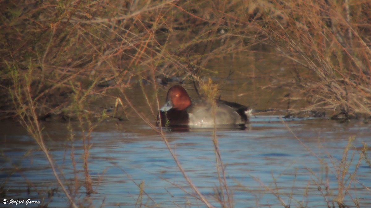 Common Pochard x Ferruginous Duck (hybrid) - Rafael García