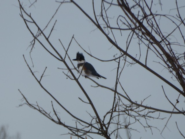 Belted Kingfisher - ML309171151