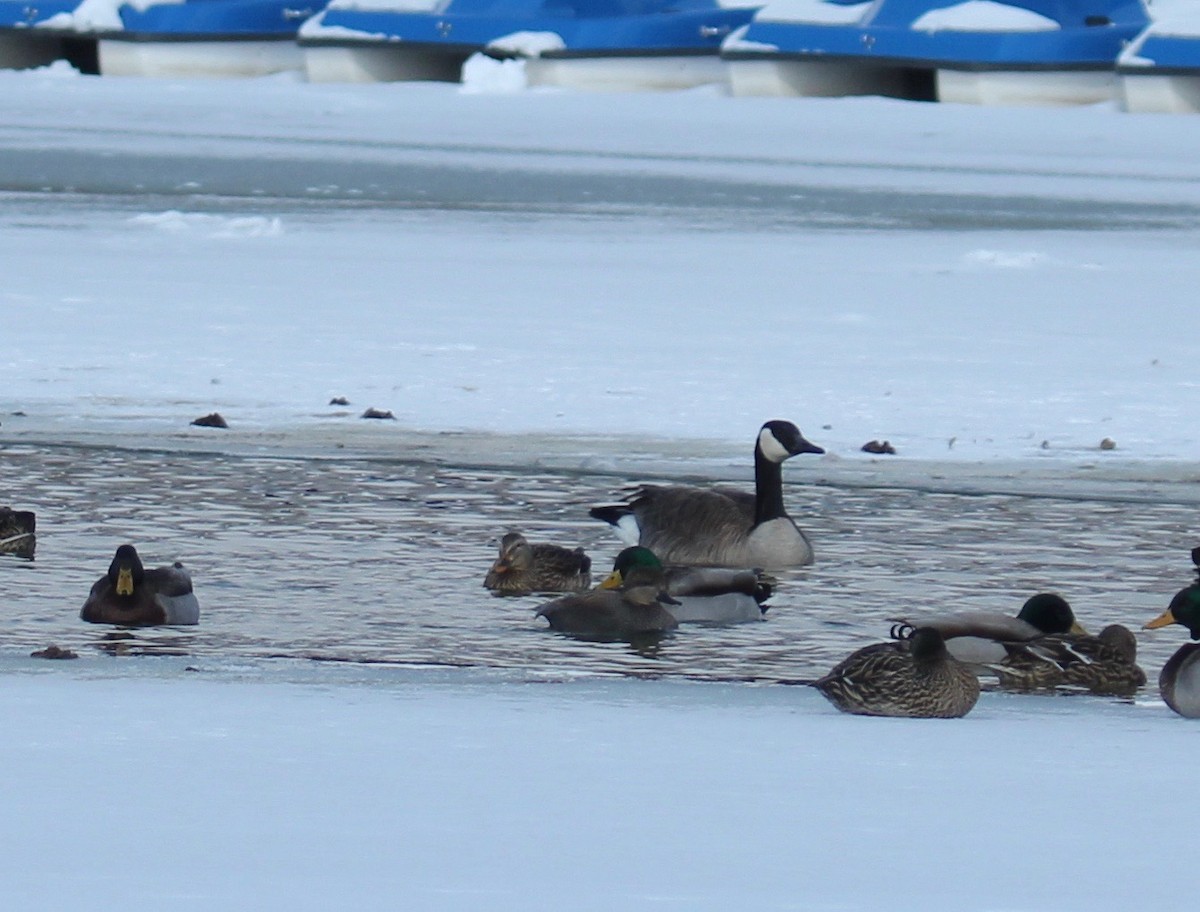 Gadwall - ML309171541