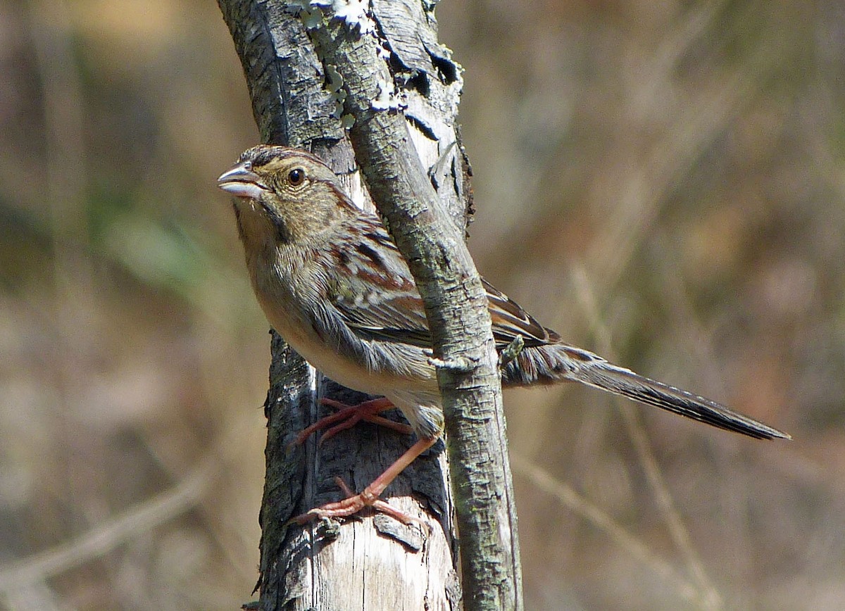 Bachman's Sparrow - ML309171921