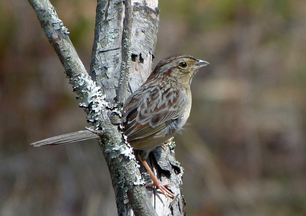 Bachman's Sparrow - ML309171971