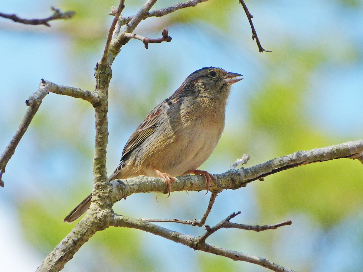 Bachman's Sparrow - ML309172041