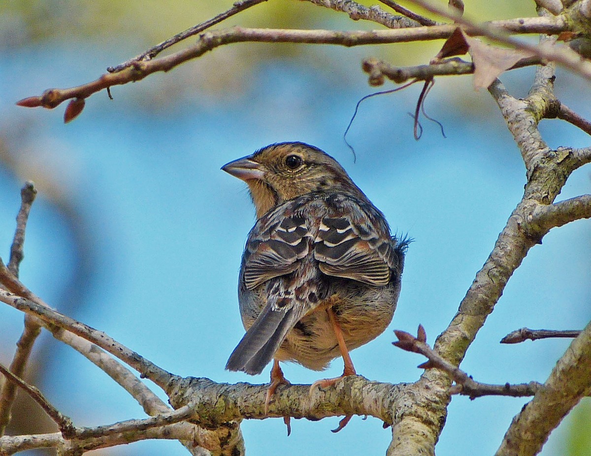 Bachman's Sparrow - ML309172181