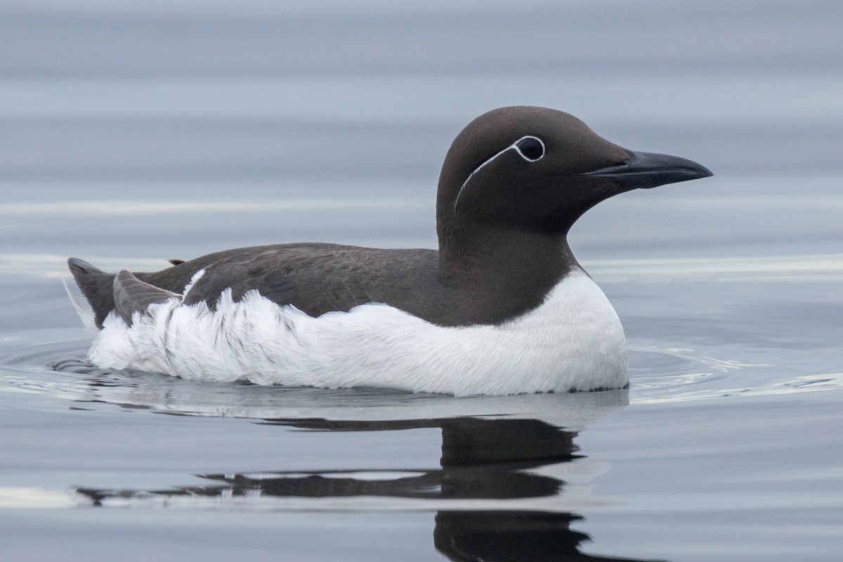 Guillemot marmette - ML309174301